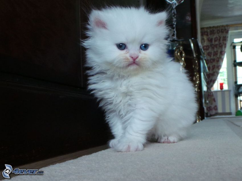 chat persan, petit chaton blanc