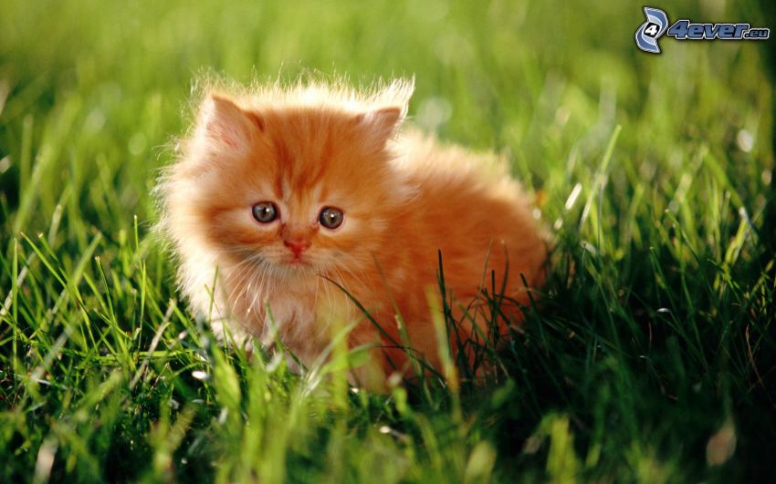 chat persan, petit chaton rousse, l'herbe