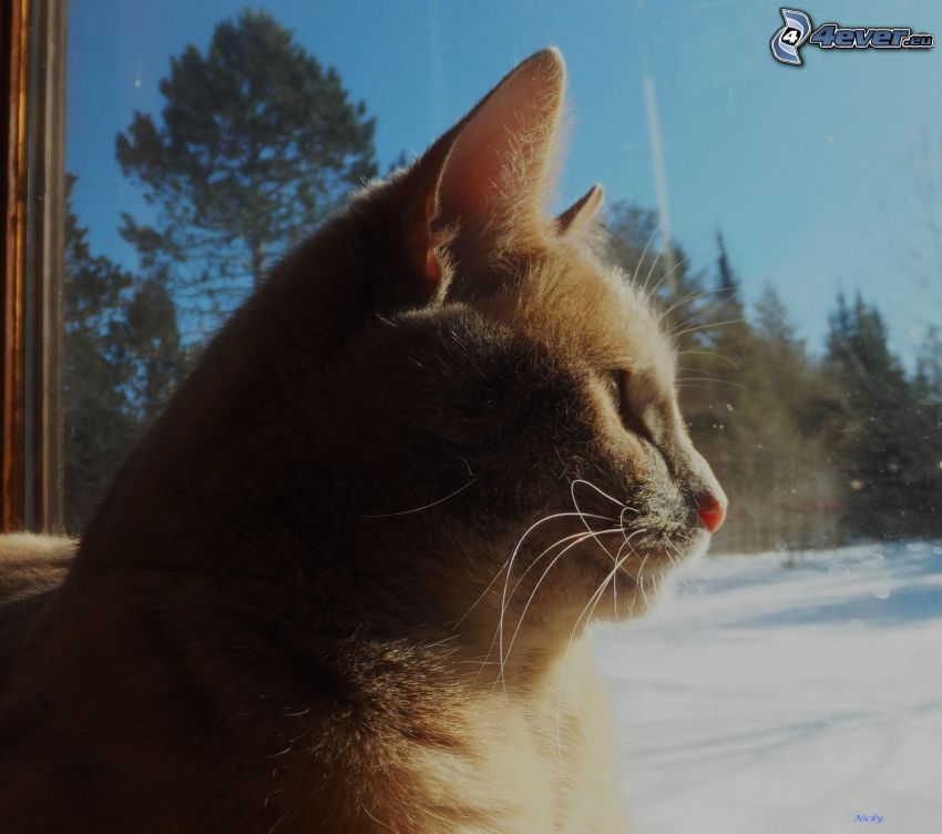 chat roux, chat devant la fenêtre