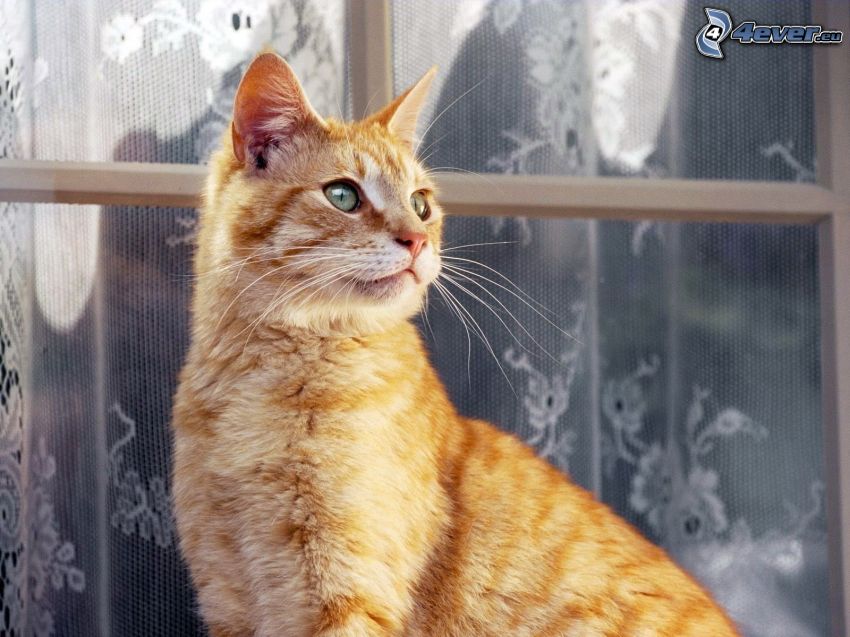 chat roux, fenêtre