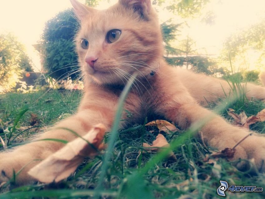 chat roux, pelouse