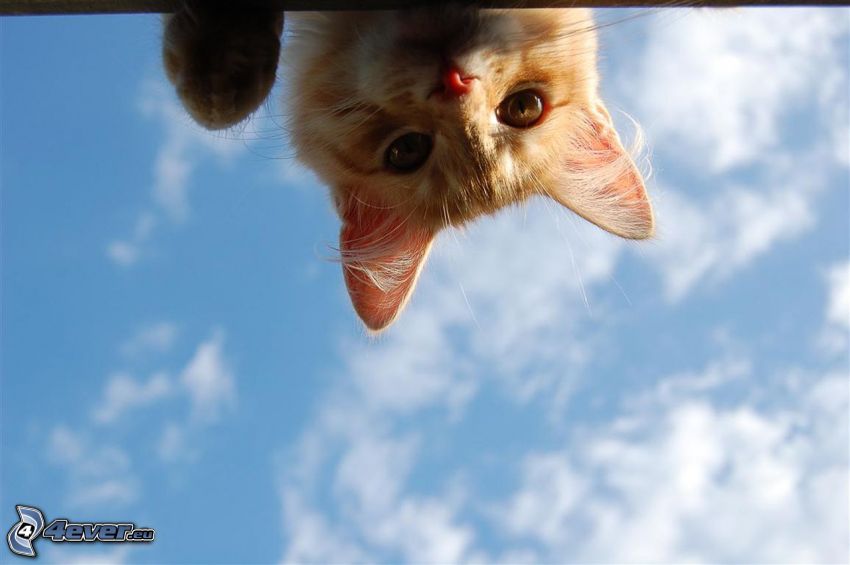 chat roux, regard, nuages