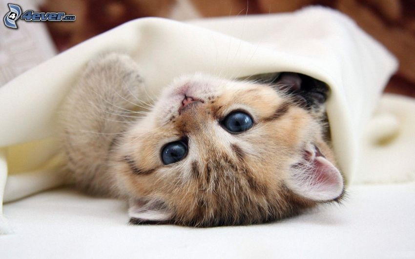 chat sous la couverture
