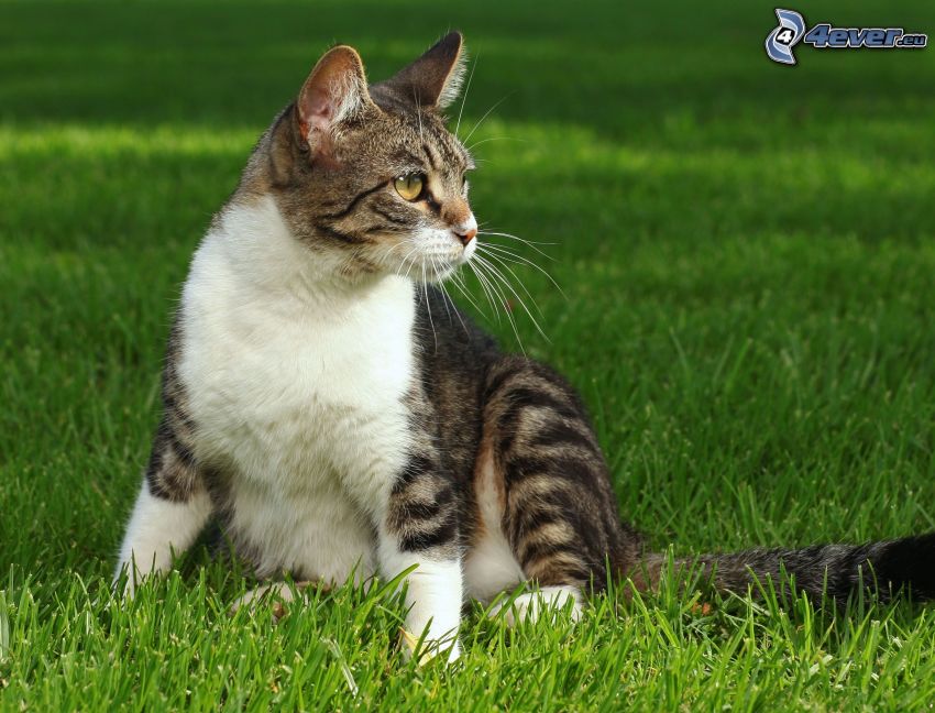 chat sur l'herbe, pelouse