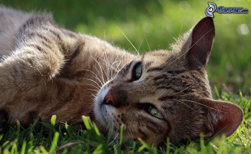 chat sur l'herbe