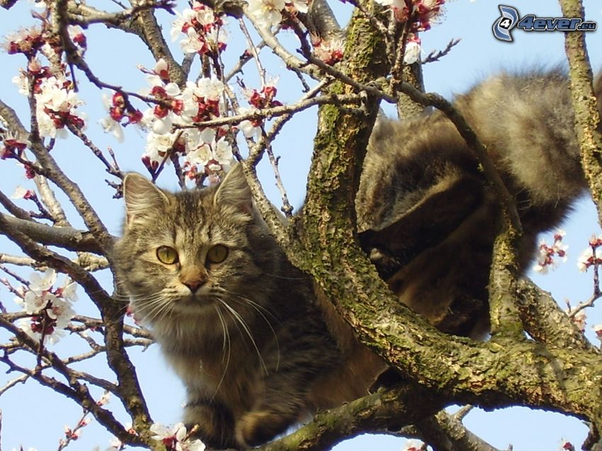 chat sur une branche, branche fleurie
