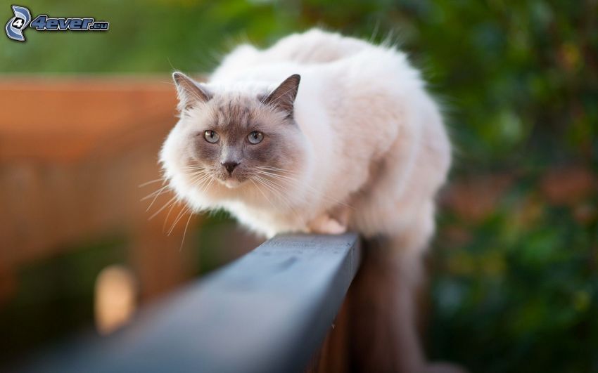 chat sur une clôture, Chat siamois
