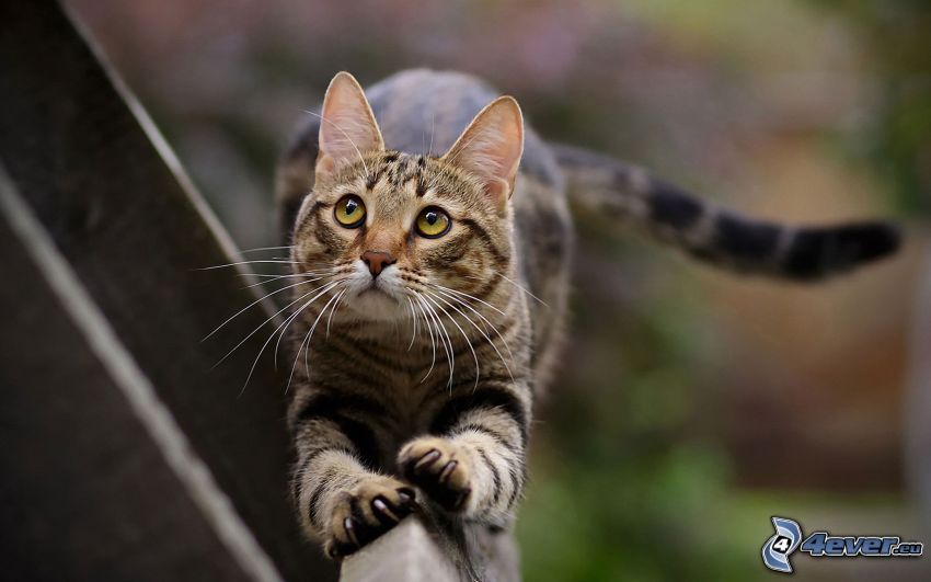 chat sur une clôture, regard de chats