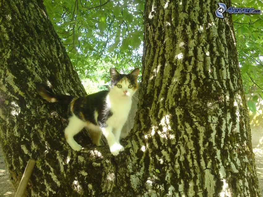 chat tacheté, chat dans un arbre