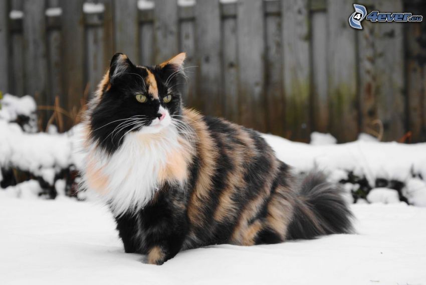 chat tacheté, chat velu, neige