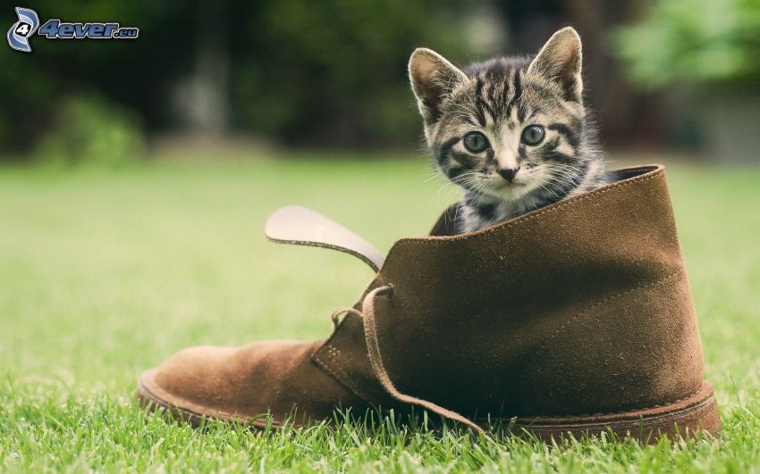 chaton, chaussure