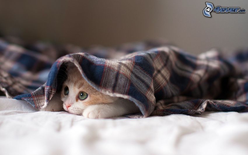 chaton, couverture