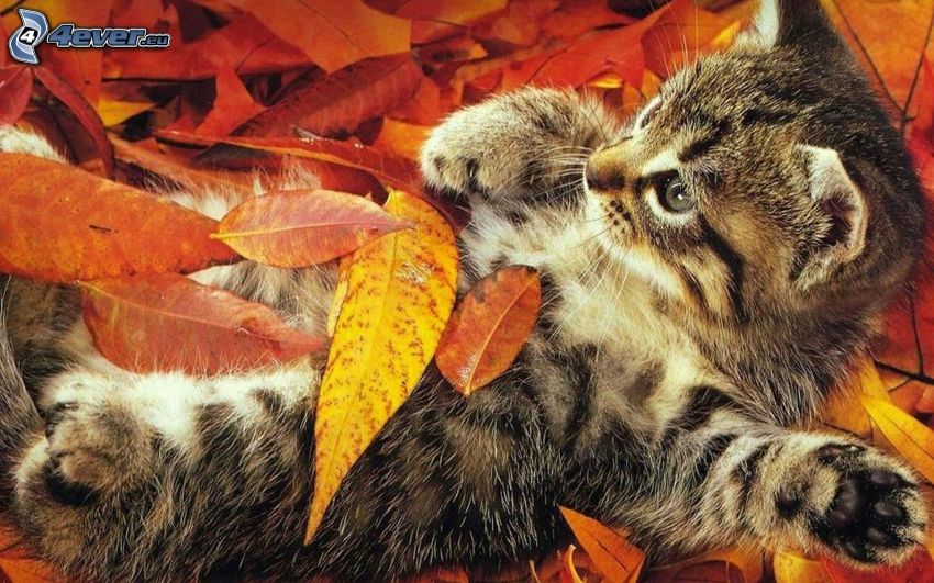 chaton, feuilles colorées
