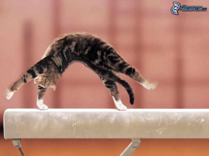 chaton, gymnastique