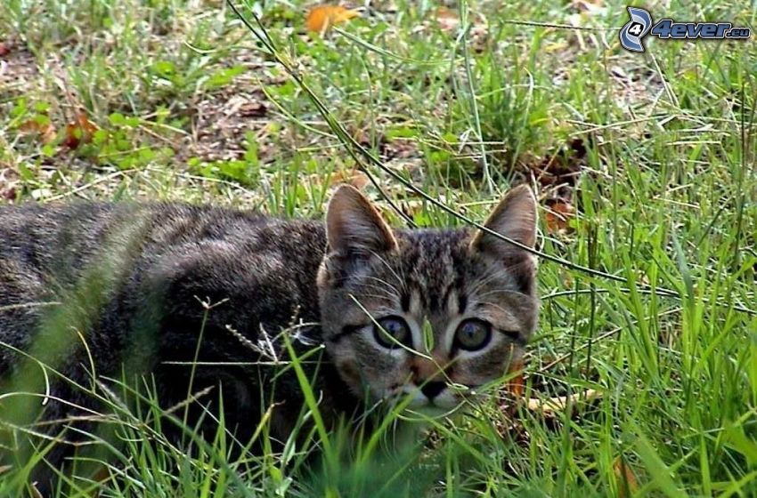 chaton, l'herbe