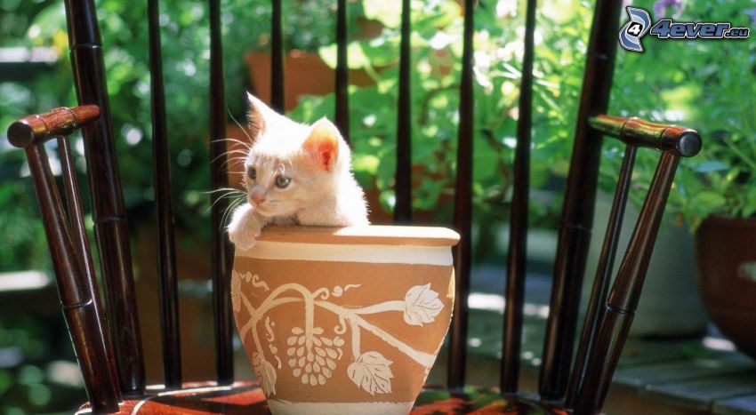 chaton, pot à fleurs