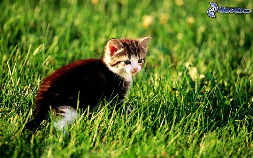 chaton brun, l'herbe
