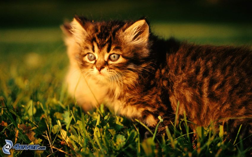 chaton brun, l'herbe