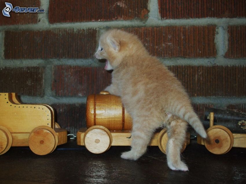 chaton brun, trains en bois