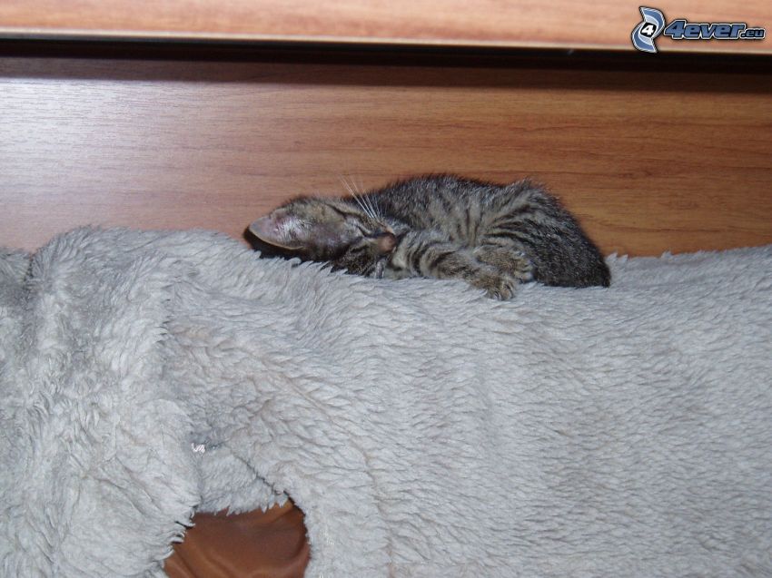 chaton dormant, fourrure