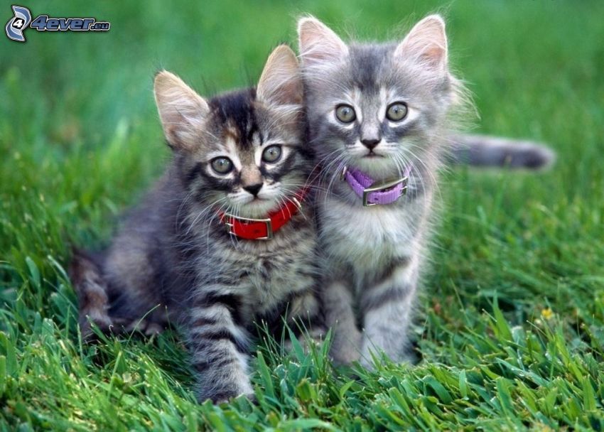 chaton gris, collier, l'herbe