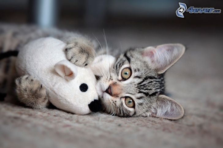 chaton gris, jouet en peluche, souris
