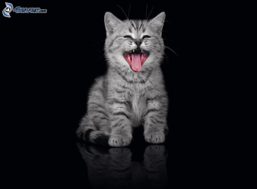 chaton gris, langue