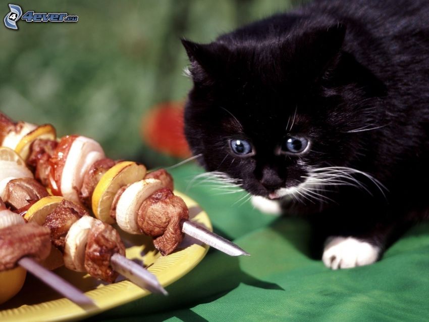 chaton noir, brochette grillée