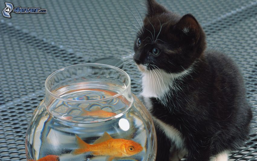 chaton noir et blanc, aquarium, poisson