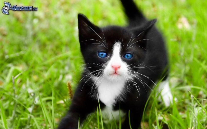 chaton noir et blanc, l'herbe, yeux bleus