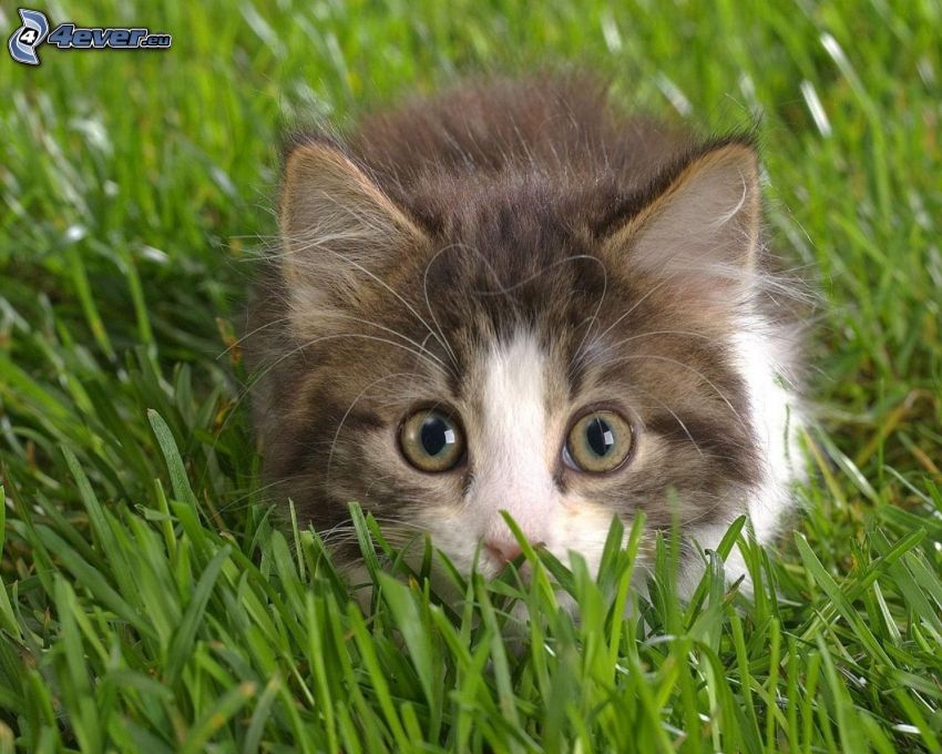 chaton poilu, chat dans l'herbe, pelouse