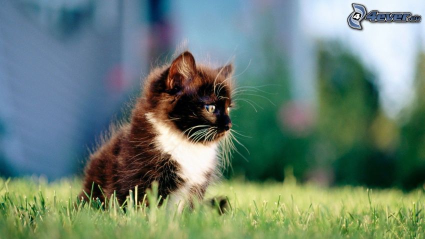 chaton poilu, chat dans l'herbe