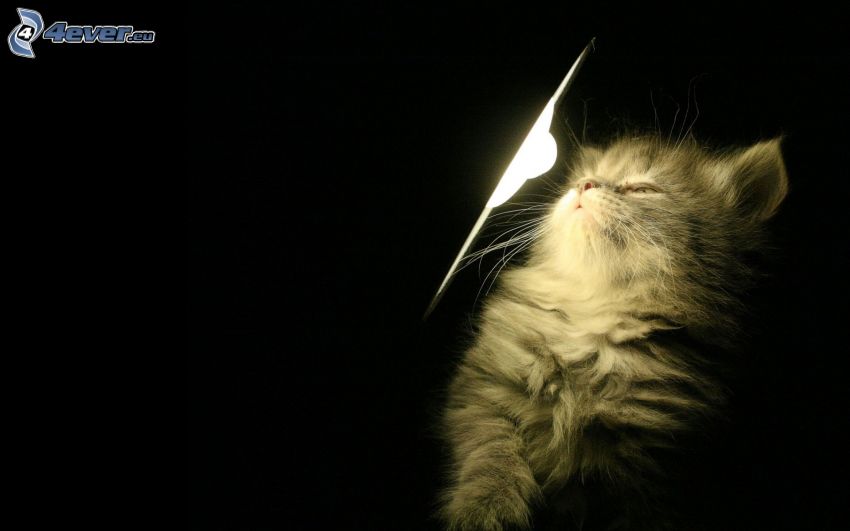 chaton poilu, lampe