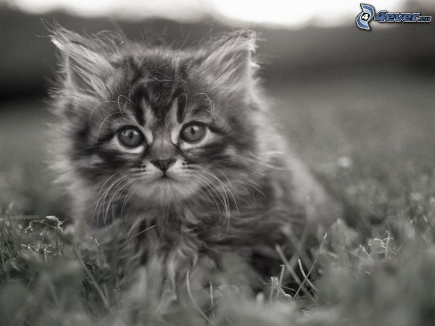 chaton poilu, l'herbe, noir et blanc