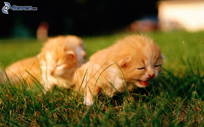 chaton roux, l'herbe