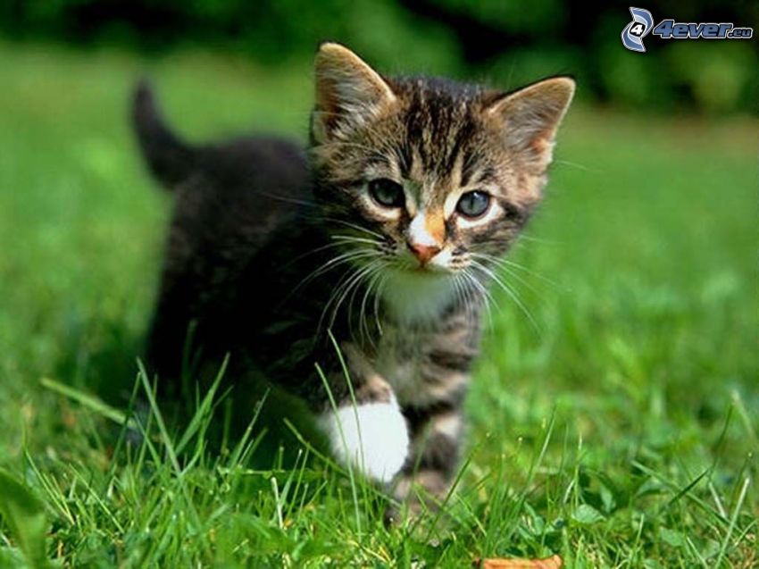 chaton sur l'herbe, chat dans l'herbe