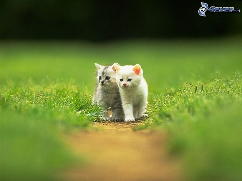 chatons, chaton sur l'herbe