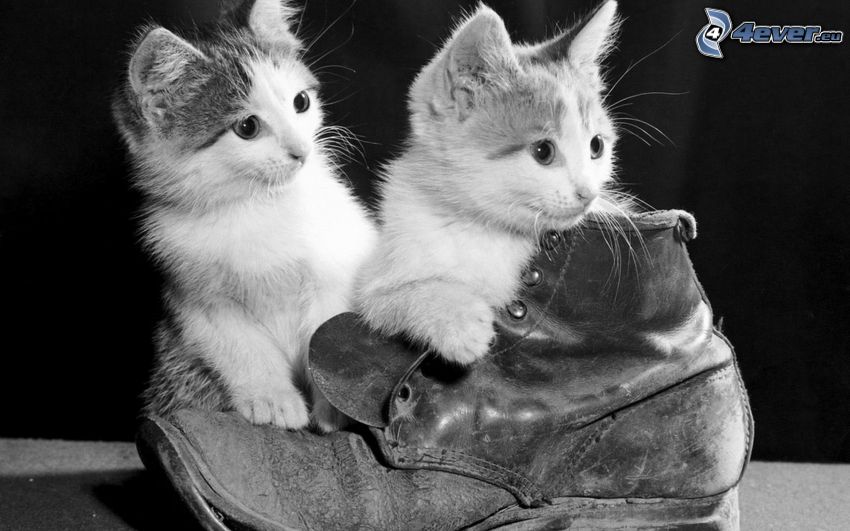 chatons, chaussure, noir et blanc