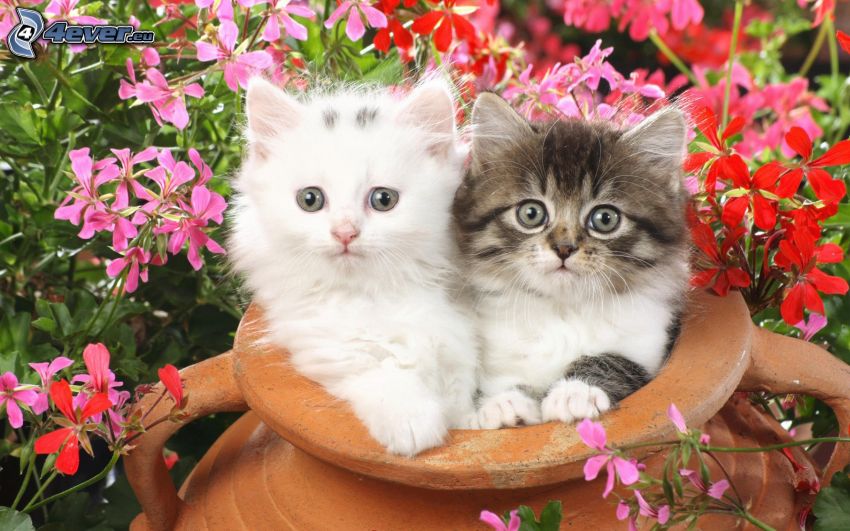 chatons, gobelet, fleurs