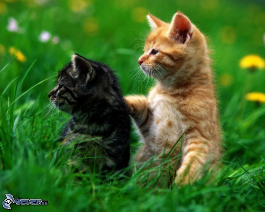 chatons, l'herbe
