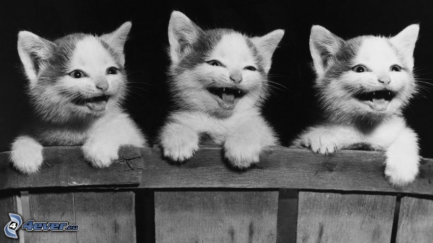 chatons, rire