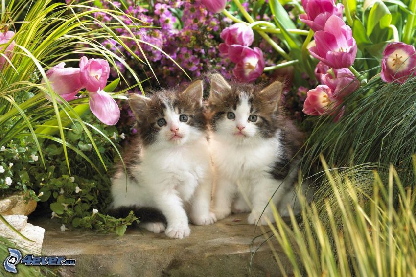chatons, tulipes roses
