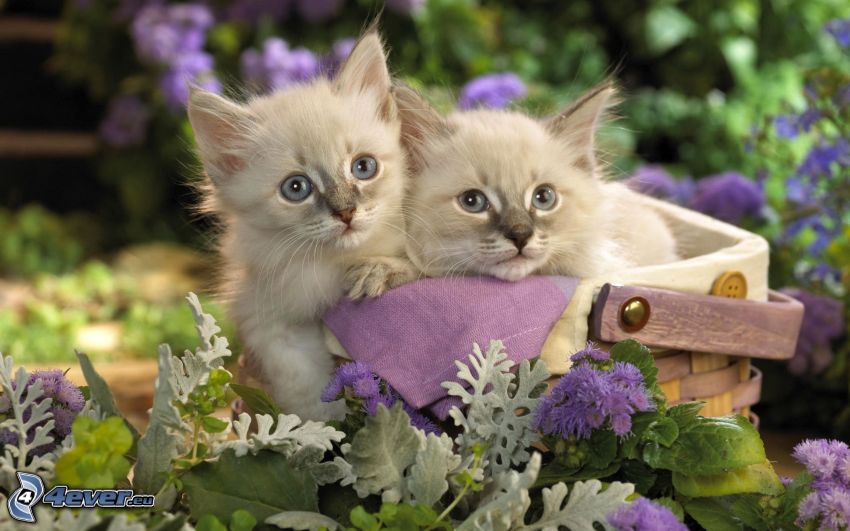 chatons dans un panier, fleurs