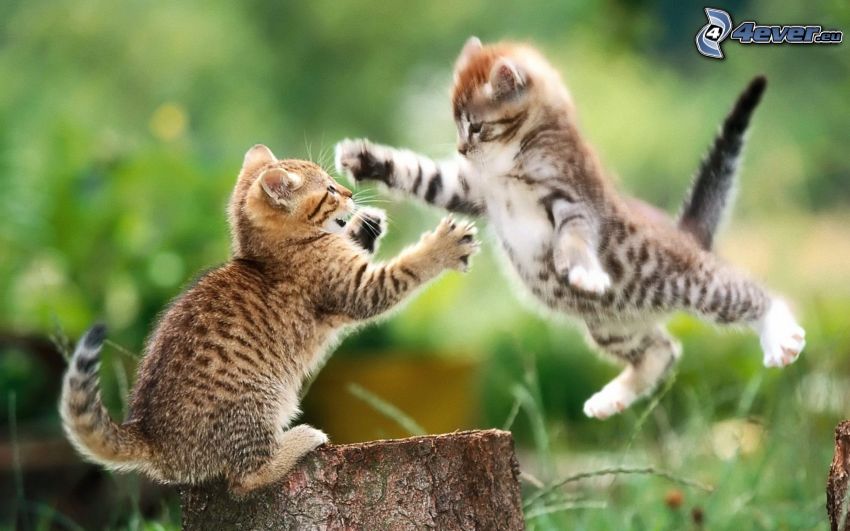 chatons jouant, jeu, attaque