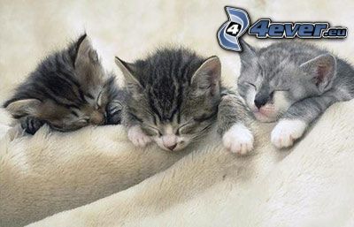 chats, dormir, couverture