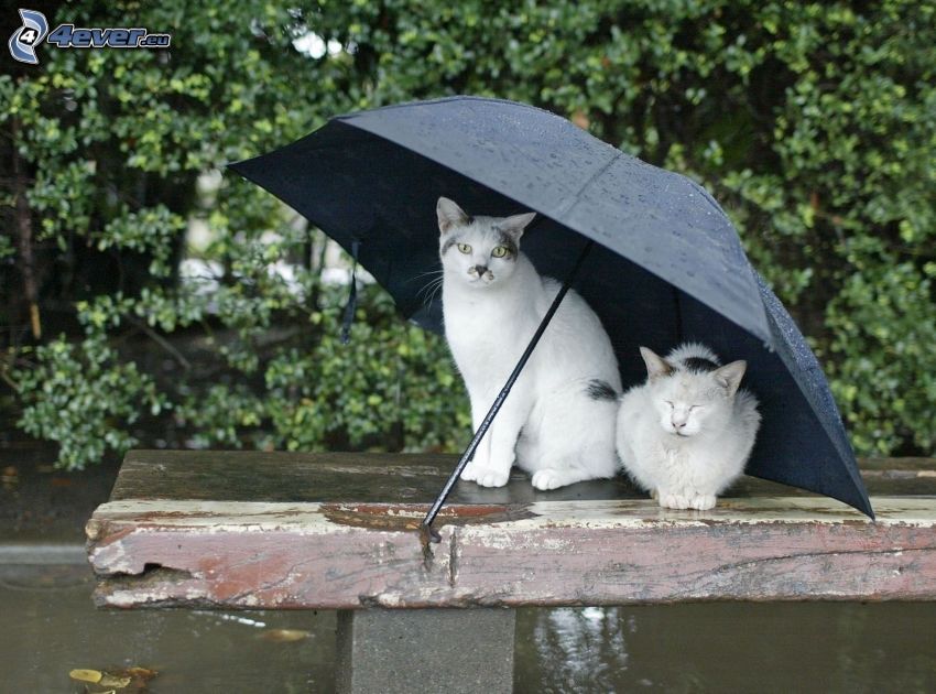 chats, parapluie