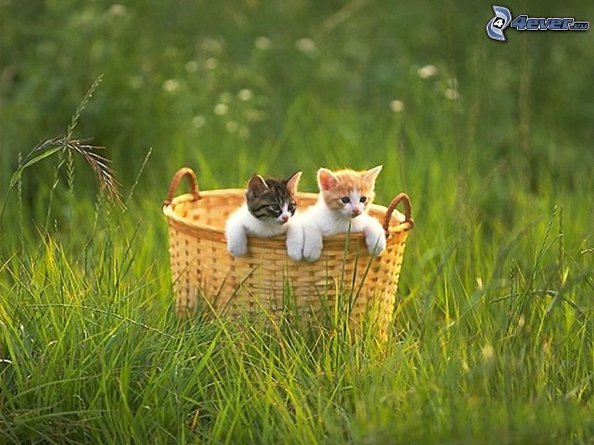 chats dans le panier
