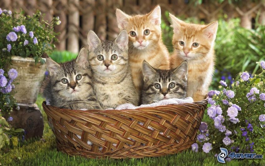 chats dans un panier, fleurs violettes