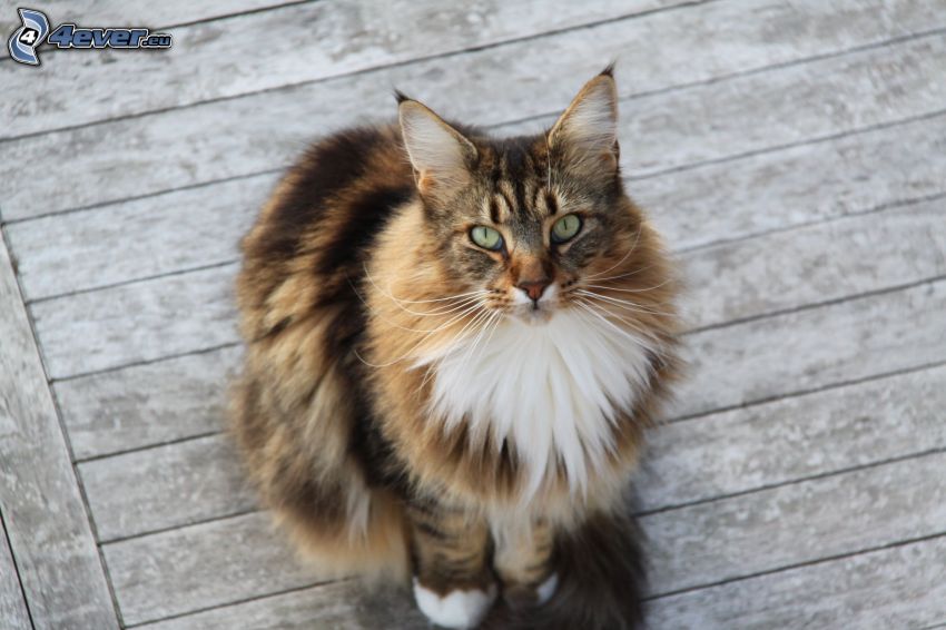 Maine Coon Chat