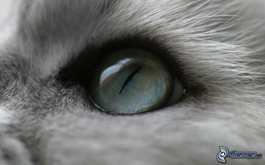 oeil de chat
